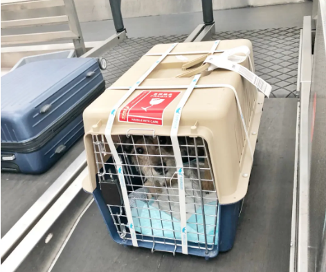 宣城宠物托运 宠物托运公司 机场宠物托运 宠物空运